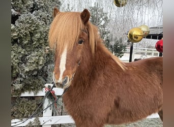 Islandais, Hongre, 11 Ans, 145 cm, Alezan