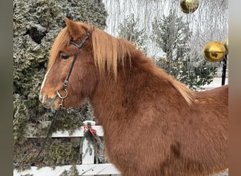 Islandais, Hongre, 11 Ans, 145 cm, Alezan