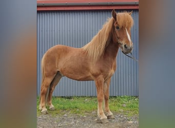 Islandais, Hongre, 11 Ans, 145 cm