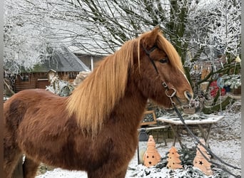 Islandais, Hongre, 11 Ans, 145 cm