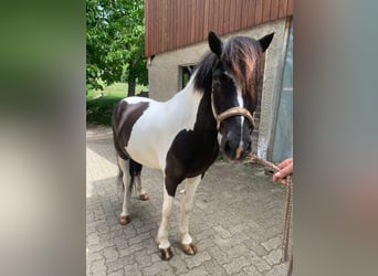 Islandais, Hongre, 11 Ans, 145 cm, Pinto