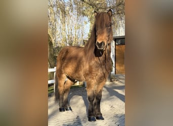 Islandais, Hongre, 11 Ans, 146 cm, Bai