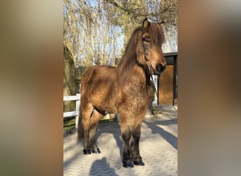 Islandais, Hongre, 11 Ans, 146 cm, Bai