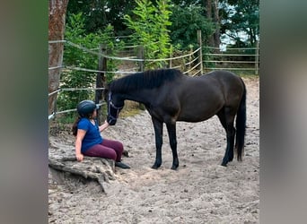 Islandais Croisé, Hongre, 11 Ans, 151 cm, Noir