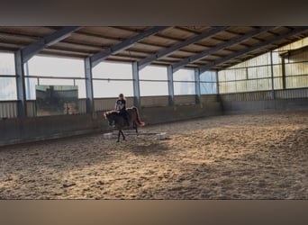 Islandais Croisé, Hongre, 11 Ans, 151 cm, Noir