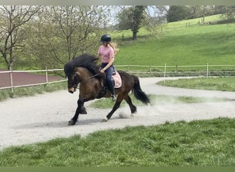 Islandais, Hongre, 12 Ans, 135 cm, Bai