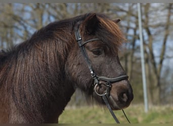 Islandais, Hongre, 12 Ans, 140 cm, Noir