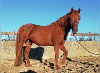 Islandais, Hongre, 12 Ans, 143 cm, Alezan