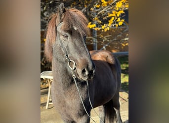Islandais, Hongre, 12 Ans, 143 cm, Noir