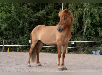 Islandais, Hongre, 12 Ans, Alezan