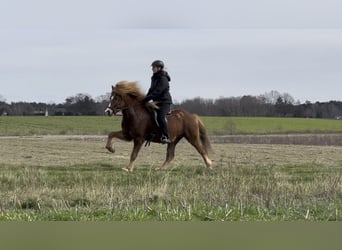 Islandais, Hongre, 13 Ans, 137 cm, Alezan