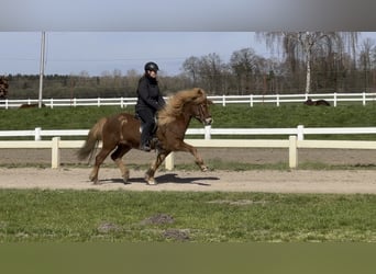 Islandais, Hongre, 13 Ans, 137 cm, Alezan