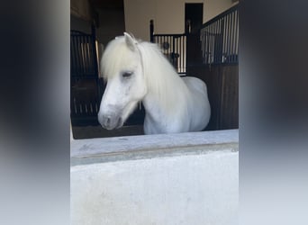 Islandais, Hongre, 13 Ans, 138 cm, Gris