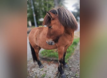 Islandais, Hongre, 13 Ans, 138 cm, Isabelle