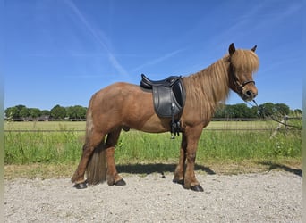 Islandais, Hongre, 13 Ans, 139 cm, Alezan brûlé