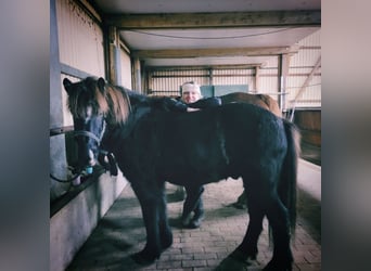 Islandais, Hongre, 13 Ans, 140 cm, Noir