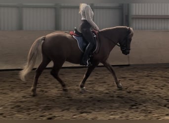 Islandais, Hongre, 13 Ans, 143 cm, Alezan