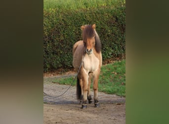 Islandais, Hongre, 13 Ans, 145 cm, Isabelle
