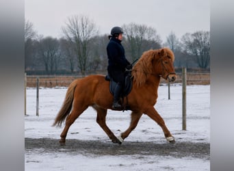 Islandais, Hongre, 14 Ans, 137 cm, Alezan