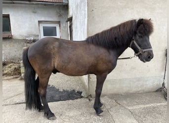 Islandais, Hongre, 14 Ans, 138 cm, Bai brun foncé