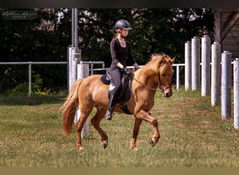 Islandais, Hongre, 14 Ans, 138 cm, Isabelle