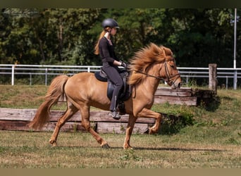 Islandais, Hongre, 14 Ans, 138 cm, Isabelle