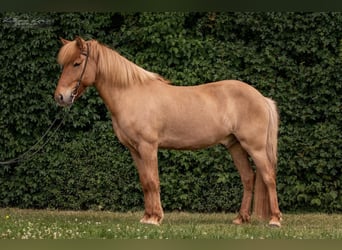 Islandais, Hongre, 14 Ans, 138 cm, Isabelle