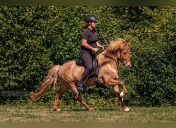Islandais, Hongre, 14 Ans, 138 cm, Isabelle