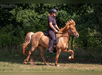 Islandais, Hongre, 14 Ans, 138 cm, Isabelle