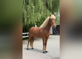 Islandais, Hongre, 14 Ans, 142 cm, Alezan