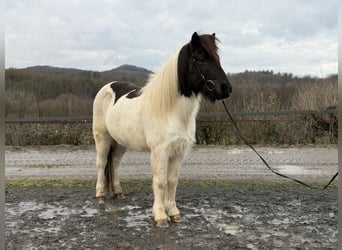 Islandais, Hongre, 14 Ans, 143 cm, Pinto