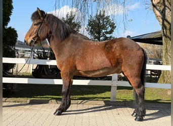 Islandais, Hongre, 14 Ans, 144 cm, Bai