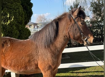 Islandais, Hongre, 14 Ans, 144 cm, Bai