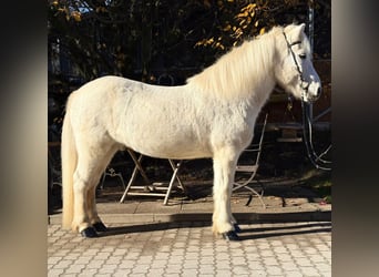 Islandais, Hongre, 14 Ans, 144 cm, Gris