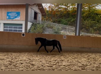 Islandais, Hongre, 15 Ans, 132 cm, Noir Islandais, Hongre, 15 Ans, 132 cm, Noir