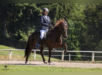 Islandais, Hongre, 15 Ans, 140 cm