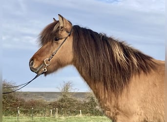 Islandais, Hongre, 15 Ans, 143 cm, Isabelle