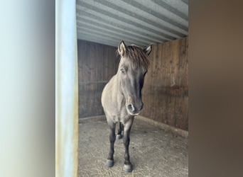 Islandais, Hongre, 15 Ans, 144 cm, Isabelle