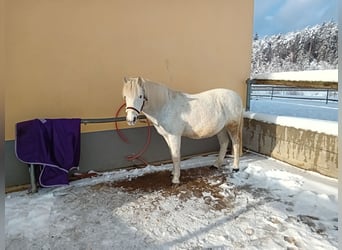 Islandais Croisé, Hongre, 16 Ans, 126 cm, Gris moucheté