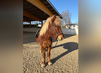 Islandais, Hongre, 17 Ans, 138 cm, Alezan brûlé