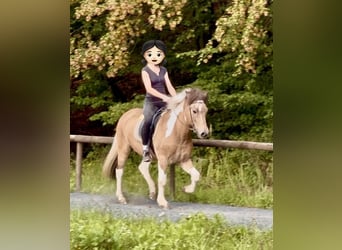 Islandais, Hongre, 17 Ans, 145 cm, Pinto