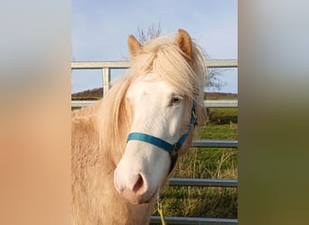 Islandais, Hongre, 3 Ans, 139 cm, Palomino