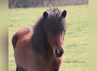 Islandais, Hongre, 3 Ans, 140 cm, Bai