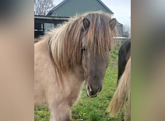 Islandais, Hongre, 3 Ans, 140 cm, Isabelle