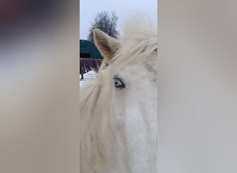 Islandais, Hongre, 3 Ans, 140 cm, Pinto