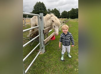 Islandais, Hongre, 3 Ans, 141 cm, Pinto