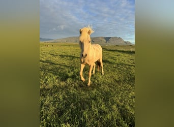 Islandais, Hongre, 3 Ans, 145 cm, Palomino