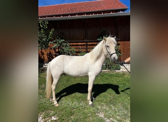 Islandais, Hongre, 3 Ans, Gris