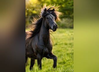 Islandais, Hongre, 3 Ans, Noir