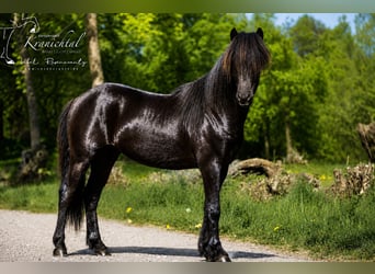 Islandais, Hongre, 3 Ans, Noir